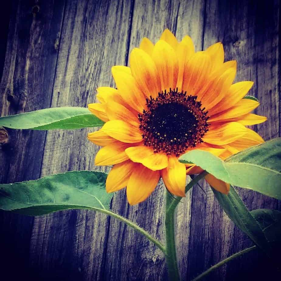 homegrown sunflower, mabon celebration ideas
