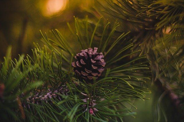 Winter Solstice & Yule Celebrations, natural decorations include a pine cone on an evergreen tree.