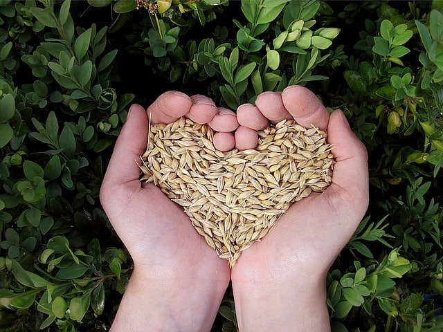 Live holistically, hands holding grains in the shape of heart.