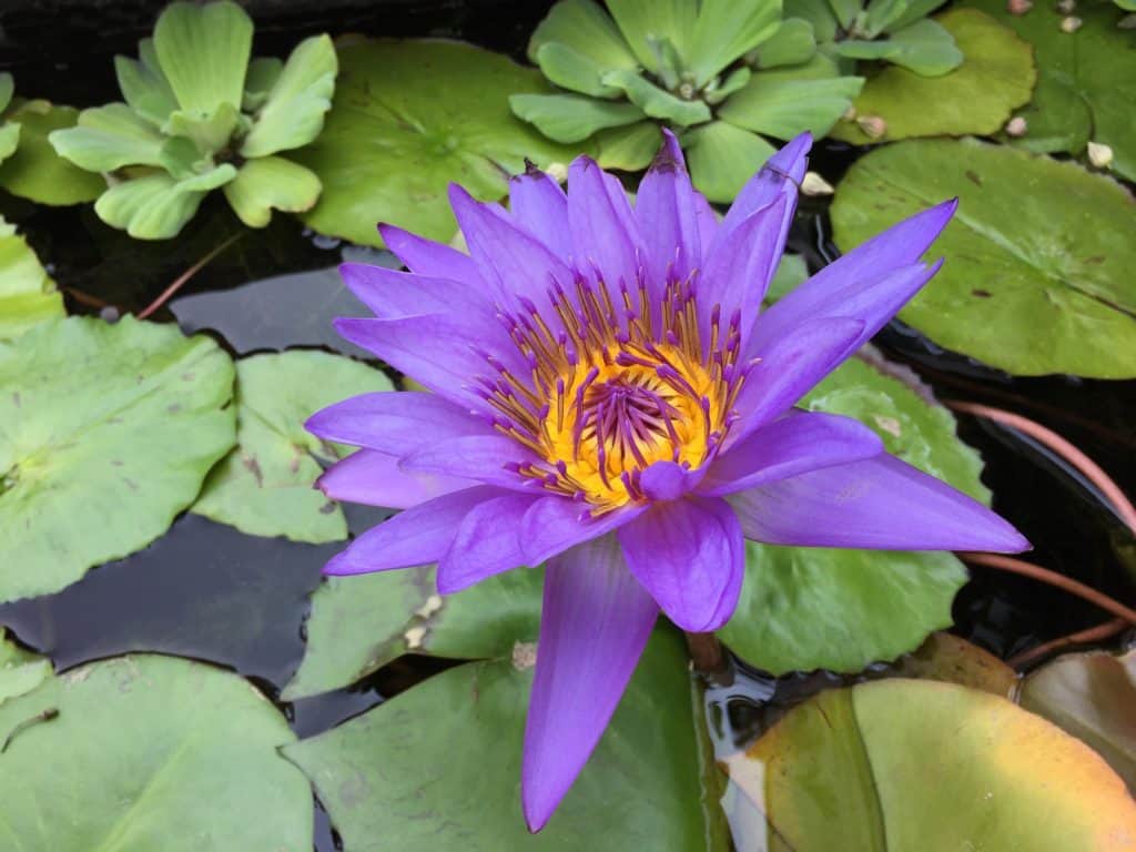 What are the Reiki attunements? Lotus flower, purple with yellow center.