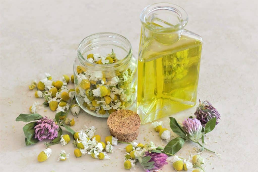 Plant medicine to make in the fall, showing chamomile oil with a jar filled with chamomile flowers.