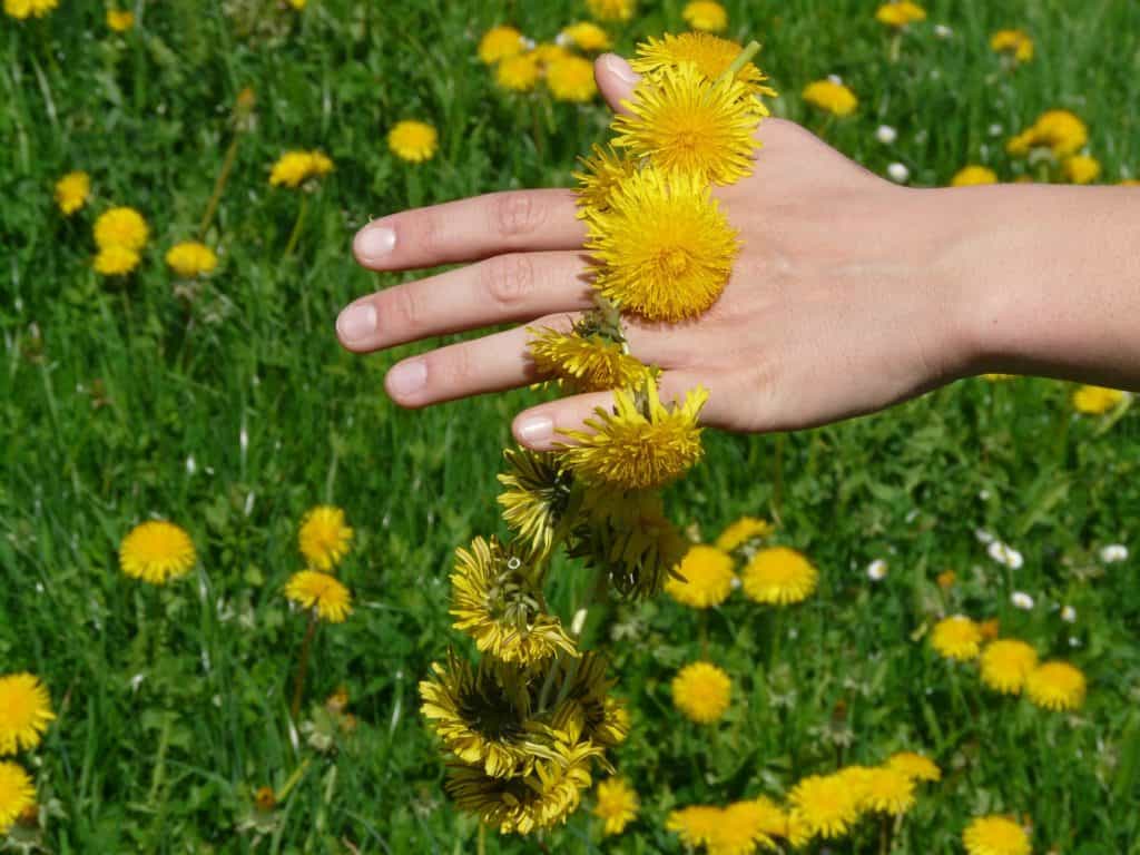 dandelion shown in a field