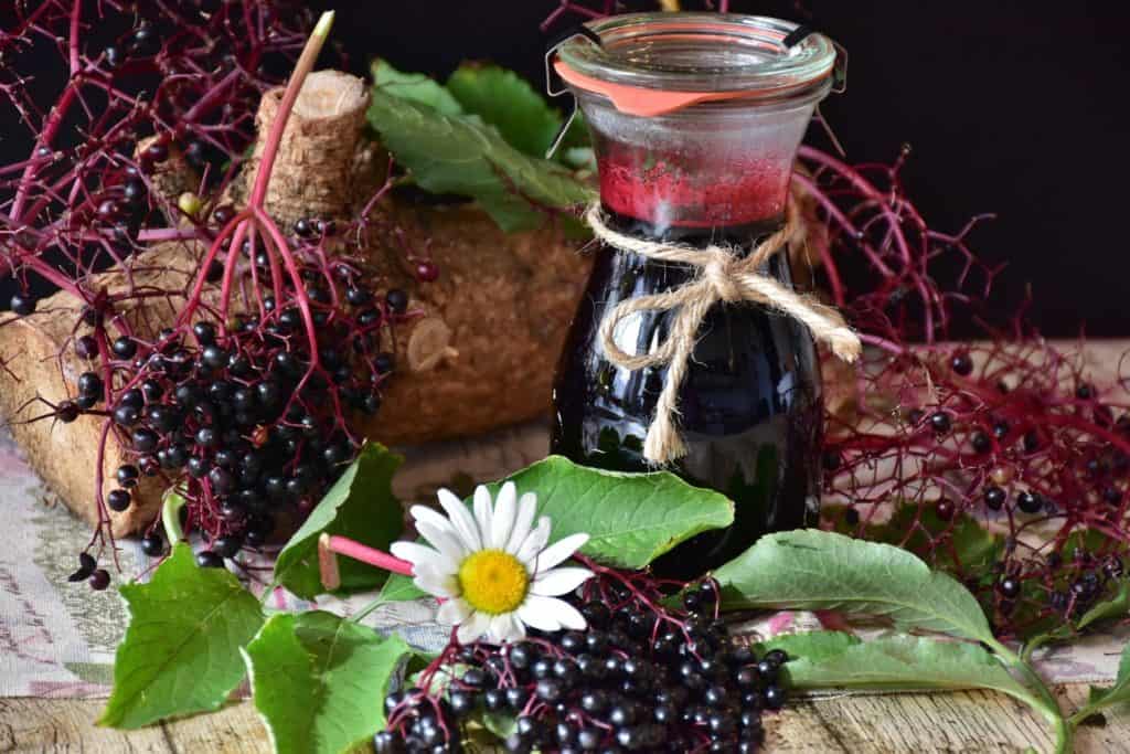 Elderberry, elderberry syrup, elderberries plant profile.