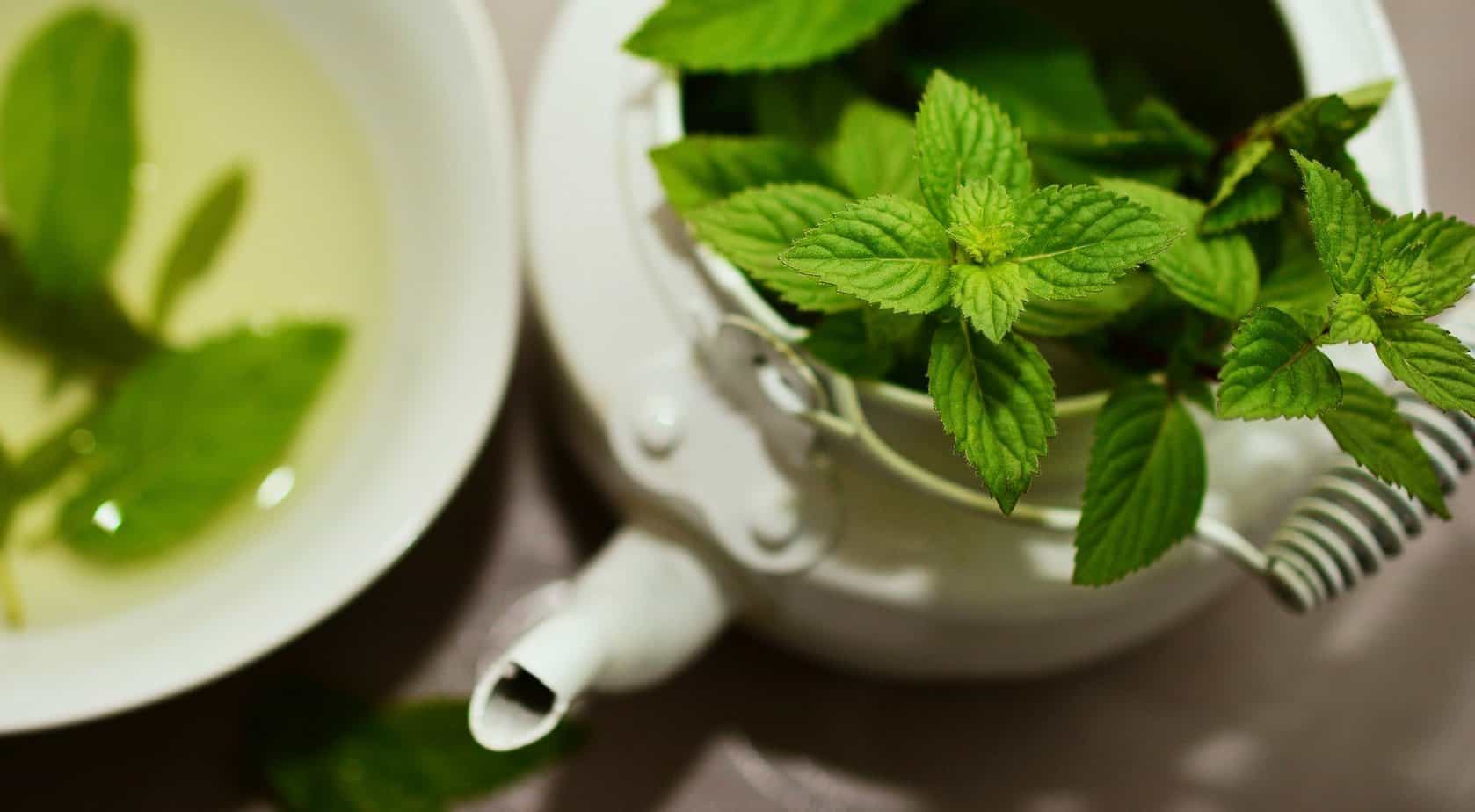 peppermint with a teapot and teacup