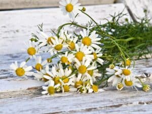 chamomile plant on a white weathered wooden surface