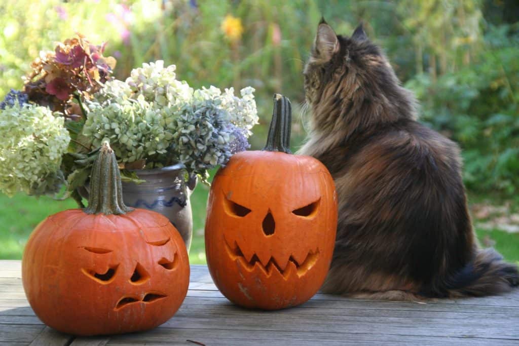 Celebrating Samhain - two pumpkins, a bouquet of flowers and a tabby cat.