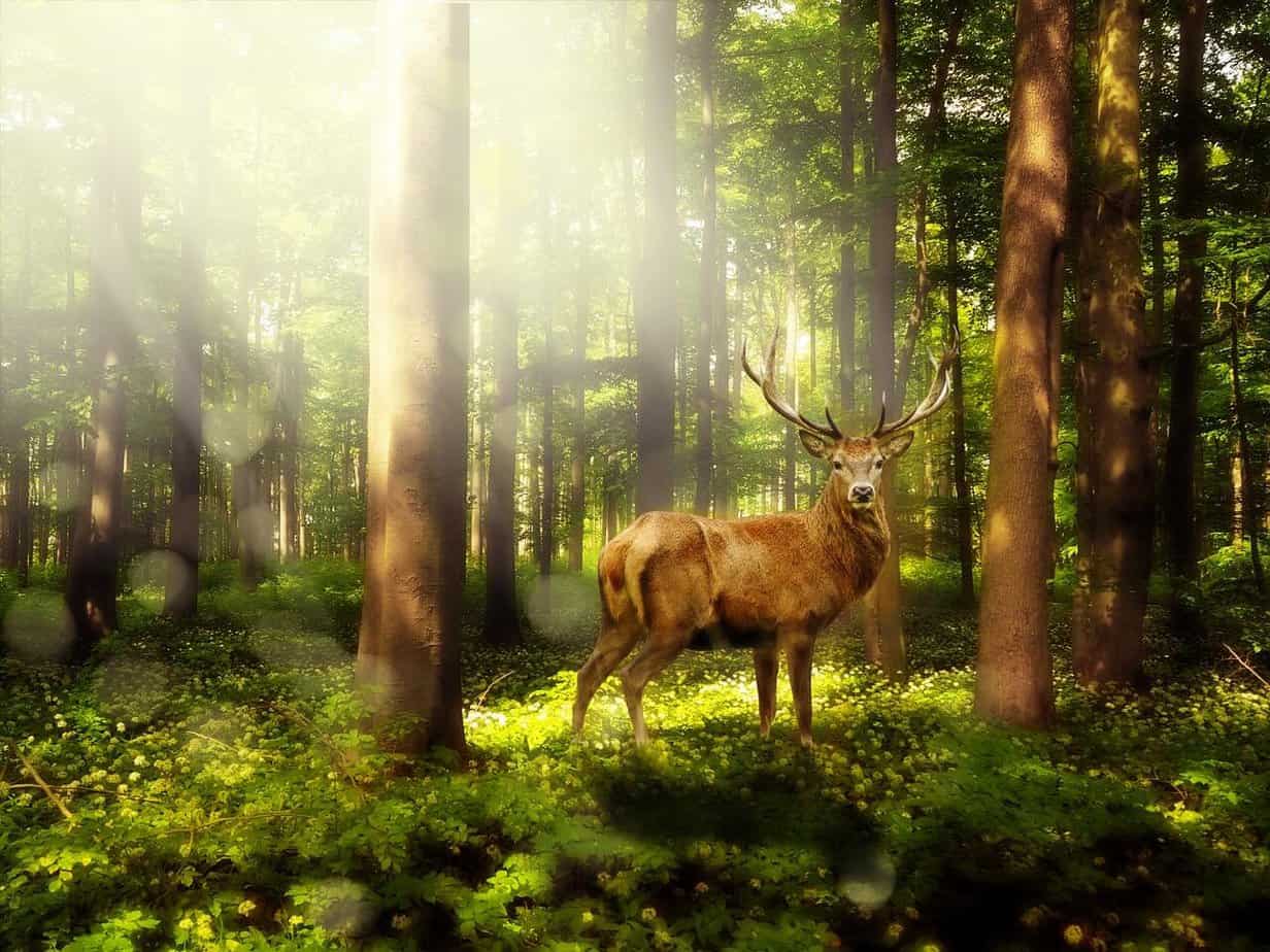 deer with a large set of antlers in a beautiful forest filled with color and light