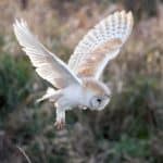 barn owl in midflight, wings open wide. Resources page.