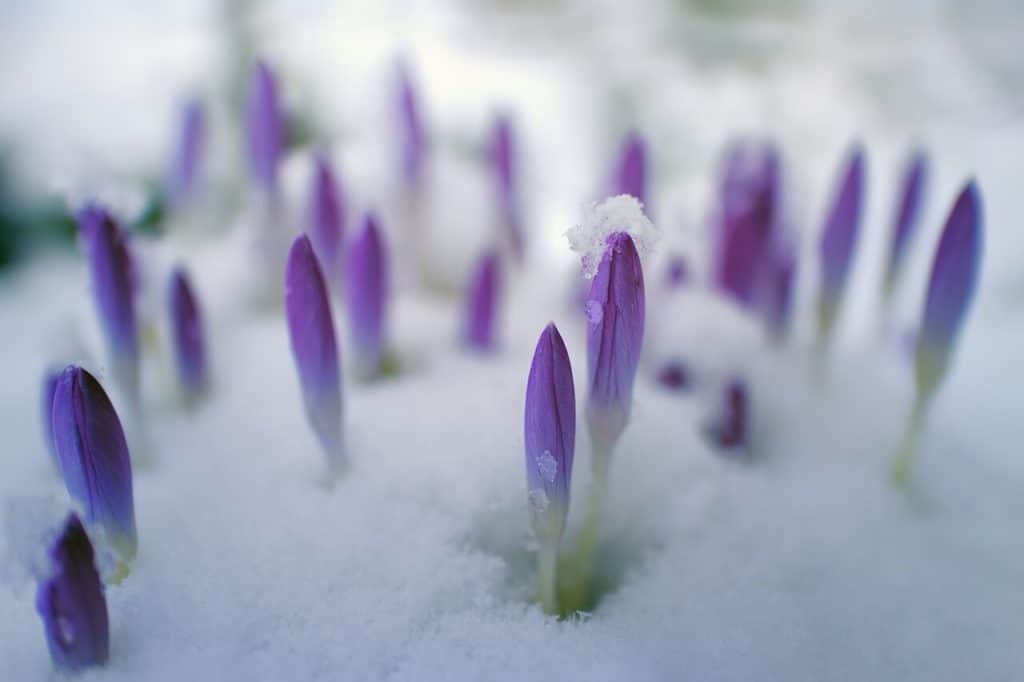 Imbolc is known as a time of changing from winter to spring. Like these crocus pushing up through the snow. We're celebrating Imbolc at this time.
