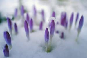 Imbolc is known as a time of changing from winter to spring. Like these crocus pushing up through the snow. We're celebrating Imbolc at this time. 