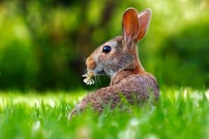 The rabbit is a symbol associated with the month of March and Spring Equinox - image is a brown rabbit with clover in its mouth. 