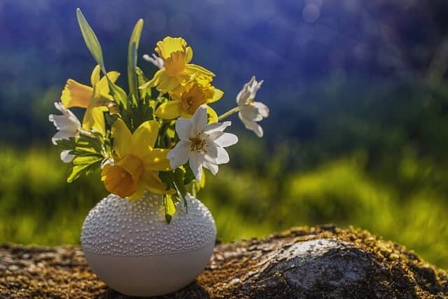 Daffodils and narcissus flowers in a plain white vase is one of the simple ways to celebrate the spring equinox