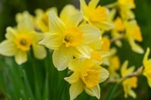 Daffodils are one of the magickal associations of March - The Green Witch's Guide to Magickal March 