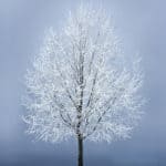 Winter Solstice Course 1 Ravynwylde - A Sacred Year Journey Winter Season image, showing a tree covered in snow over it's branches on a background of misty sky.