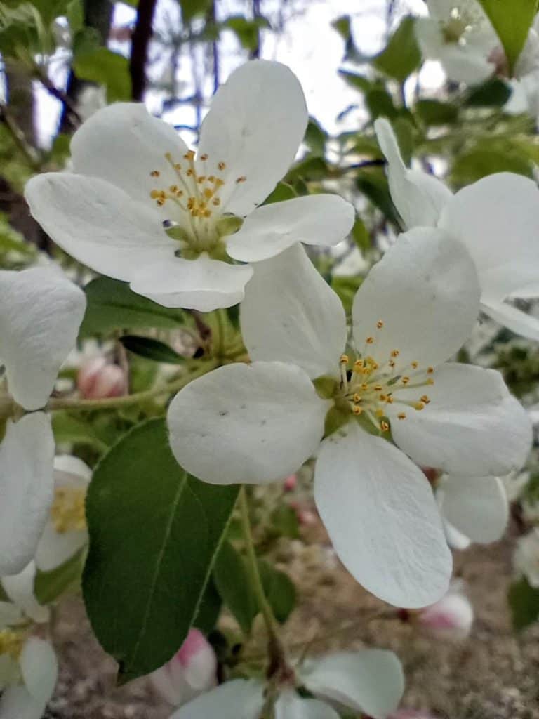 Crabpple blossoms are common at Beltane and can be used for decorations.