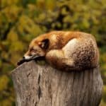 Red fox sleeping on a stump, another way to connect to nature is observing animals.