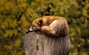 Red fox sleeping on a stump, another way to connect to nature is observing animals.