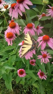 yellow and black butterfly on purple coneflowers 