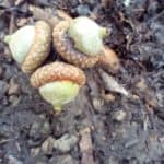 3 Acorns joined together laying on the ground.