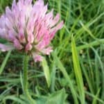 Red clover still blooms brightly in August in this image.