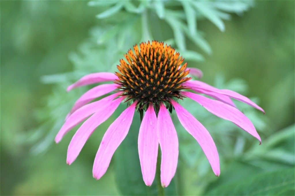 purple coneflower set amid green leafy backdrop to symbolize month of August.