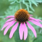 purple coneflower set amid green leafy backdrop to symbolize month of August.