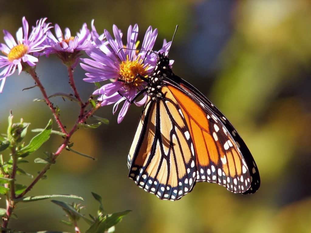 Monarch Butterfly sitting on a purple flower to symbolize the butterfly power animal.