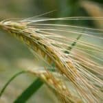 Immature stalk of wheat with green and gold showing before harvest time of Lammas.