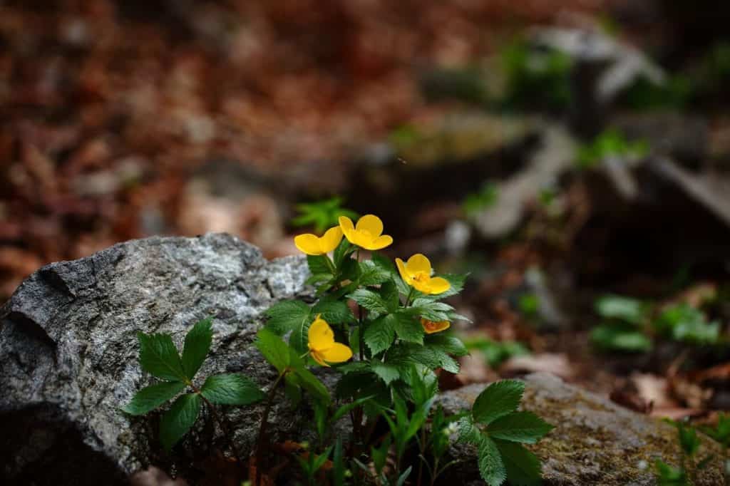 Plant with yellow flowers growing over a rock in a not hospitable place exhibiting resilience.