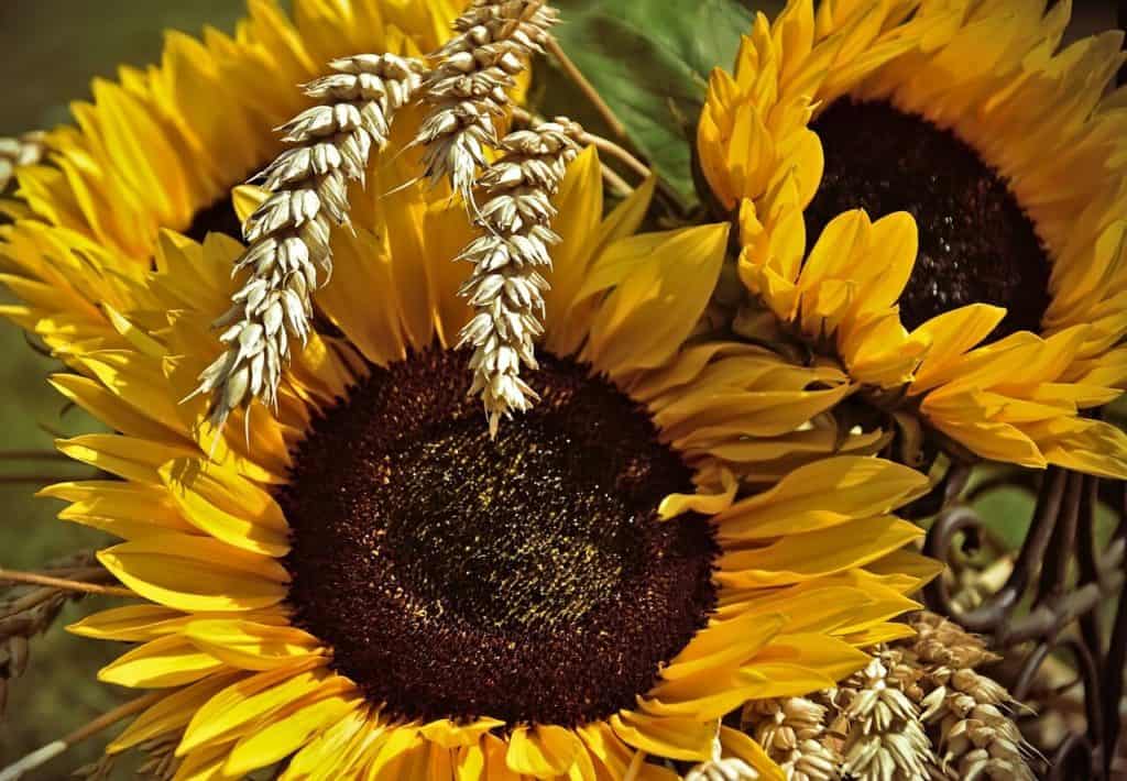 Sunflowers with wheat against them to symbolize the Lammas harvest festival.