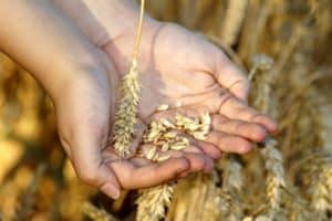 Hands with grains of wheat against a field of grain to signify Lammas harvest festival.