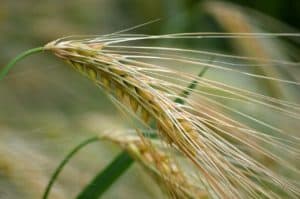 Immature stalk of wheat with green and gold showing before harvest time of Lammas.