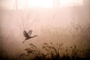 blue heron flying over lake with tall grasses in foreground and fog behind it. 