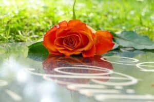 single orange rose laying on a grave stone - losing mom blog post 