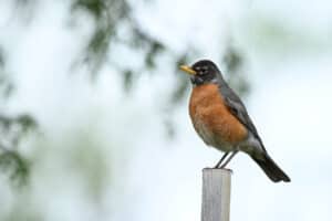 Robins appear in March in the northeastern US, this one is sitting on a post.