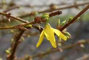 forsythia bloom in March 