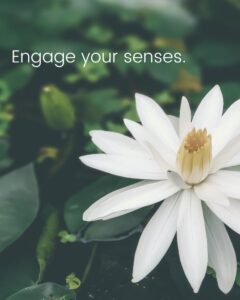 water lily on a dark background with engage your senses noted on the image for creating your book of seasons 
