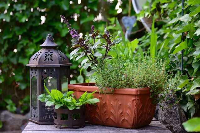plants in containers shown next to a lantern decoration in a witch's garden
