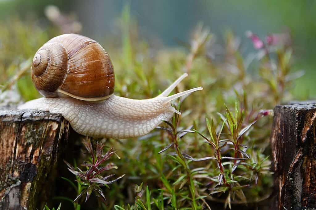 snail shown in a witch's garden