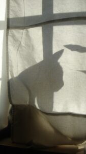 cat shadow reflected against a light colored curtain 