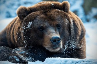 brown bear on a snowy background, you only see the head of the bear. 