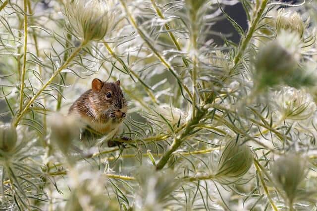 rat in the wild with green plants all around it. 