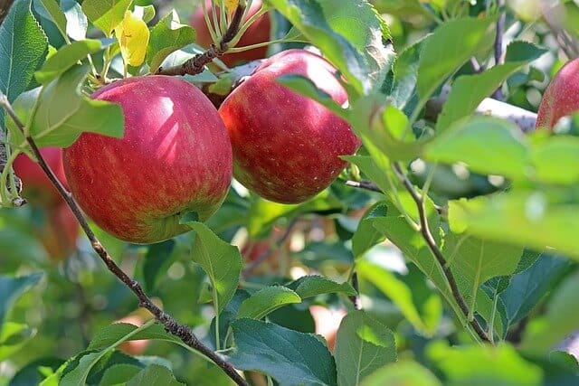 red apples shown on a branch of a tree