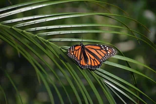 monarch butterfly seated on a green frond 