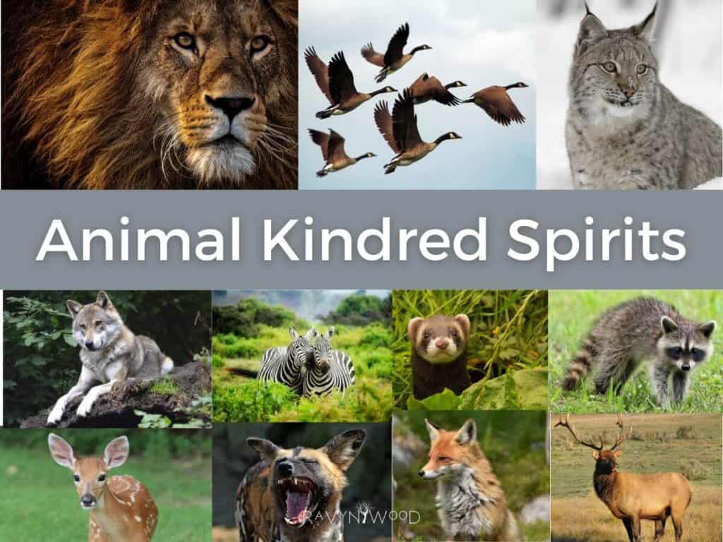 Animal Kindred Spirits written across the image with multiple animals in the background including lion, geese, lynx, worlf, deer, bear, raccoon, elk, box and otter.