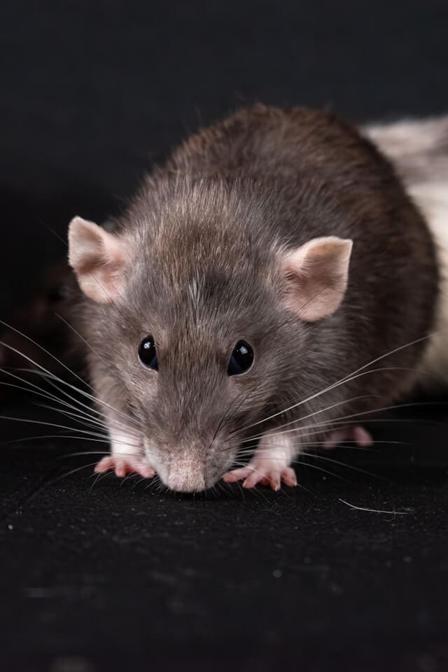 the gray rat is on a black background