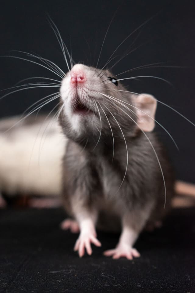 rat sniffing the air on a black background