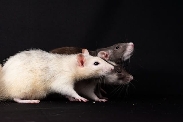 3 rats on a black background 