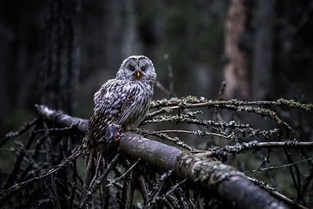 owl sitting on a branch in a darkened forest. 