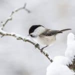 small bird on a snowy branch